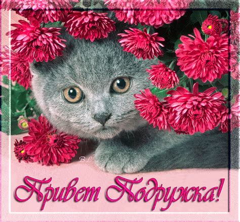 Открытка Анимация с котенком Привет, подруга!