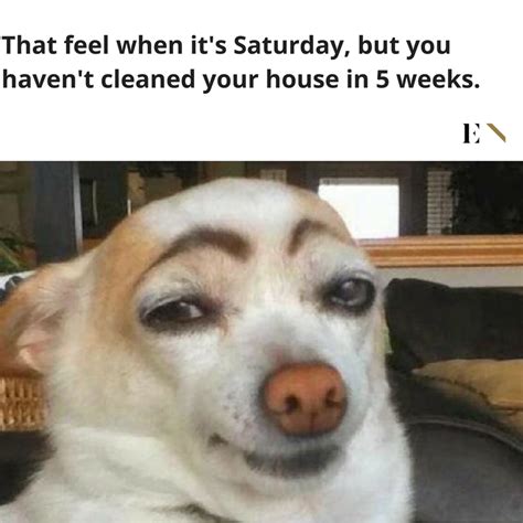 Funny Animal Memes Clean 2020 - Funny animals memes that will make you ...