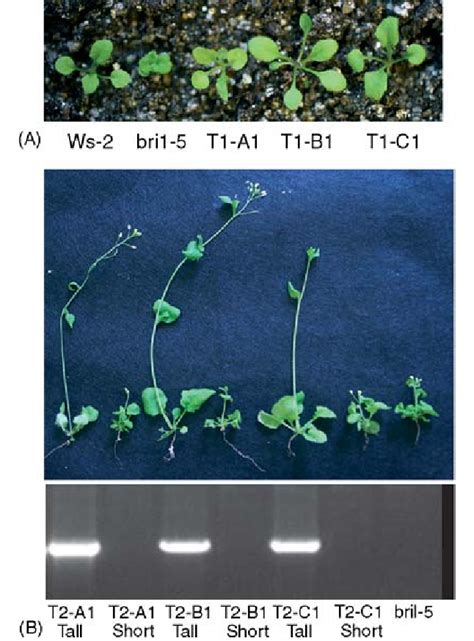 Ghbri Complementation Of Bri Mutant Arabidopsis Plants A Rescue