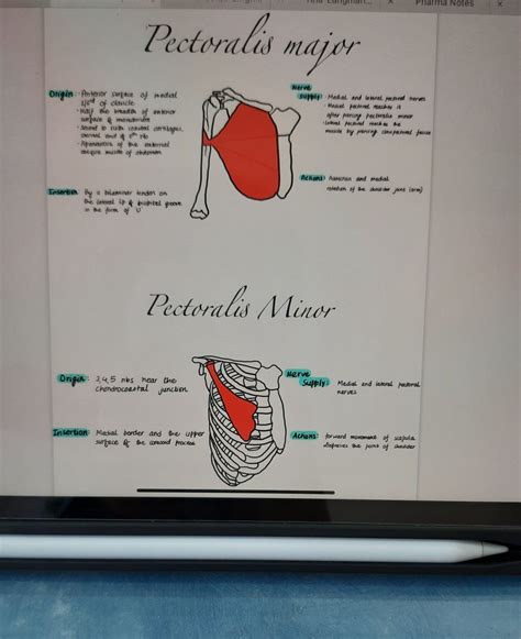 Digital medical notes | Pectoralis major | Pectoralis minor | Biology