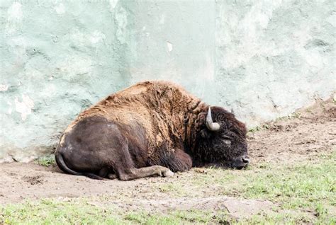 Small Buffalo Stock Photo Image Of Bison Buffalo Small 58998916