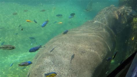 Hippo And Fish At The San Antonio Zoo Youtube