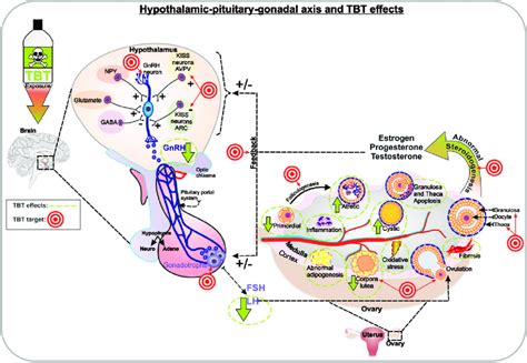 Schematic representation of female HPG axis and TBT effects. Neuronal ...