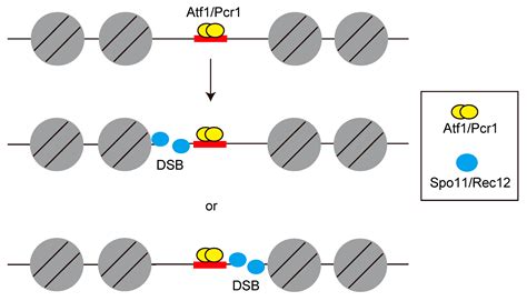 Biomolecules Free Full Text Regulation Mechanisms Of Meiotic