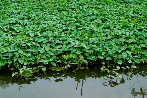 Water Spinach Growing