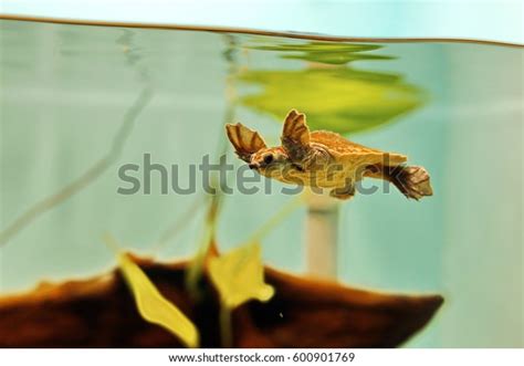 2,229 Small Turtle Aquarium Images, Stock Photos & Vectors | Shutterstock