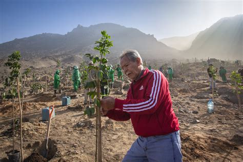 Siembran Mil Rboles En El Parque Ecol Gico Forestal De La Molina