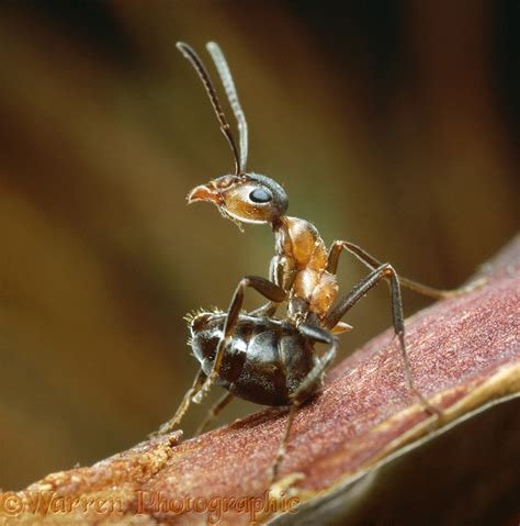 Wood Ant Defensive Photo Wp06111