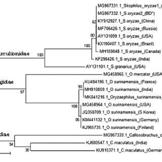 Molecular Phylogenetic Analysis By Maximum Likelihood Method The