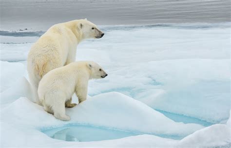 Polar Bear Conservation: Operation PolarEye | Northrop Grumman