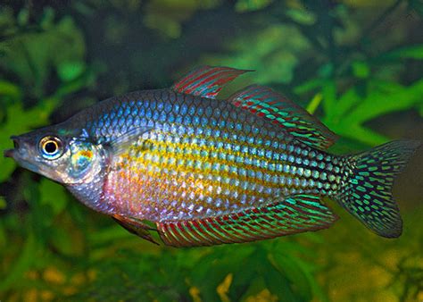 Coburg Aquarium Shop Live Fish Checkered Rainbowfish Mary River