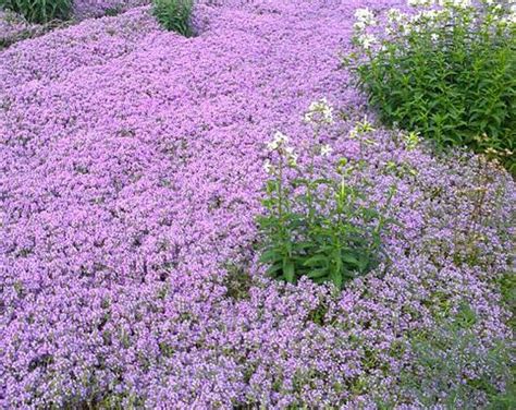 Creeping Thyme Ground Cover 1000 Seeds Fragrant Herb Pink Etsy