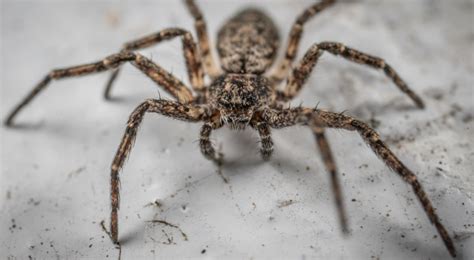 Spider Extermination Hamilton A Comprehensive Solution