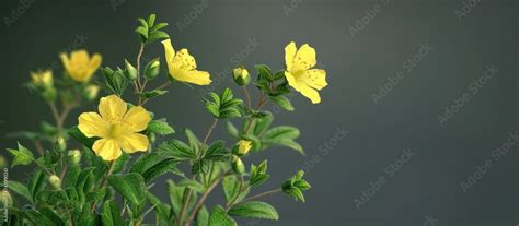 Shrubby Cinquefoil Princess Dasiphora Fruticosa Syn Potentilla