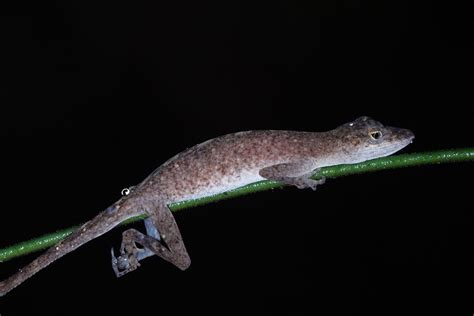 Brown eared Anole from 97354 Guyane française on April 5 2022 at 08