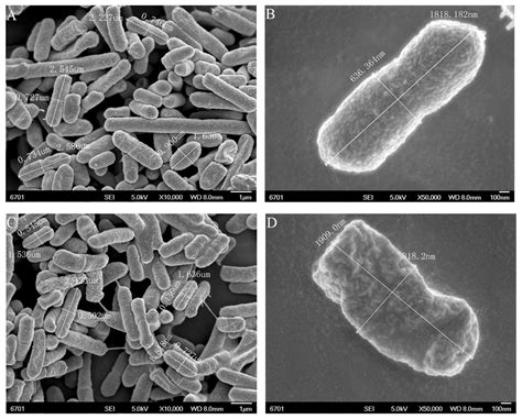 Effects of Sr2 on the preparation of Escherchia coli DH5α competent