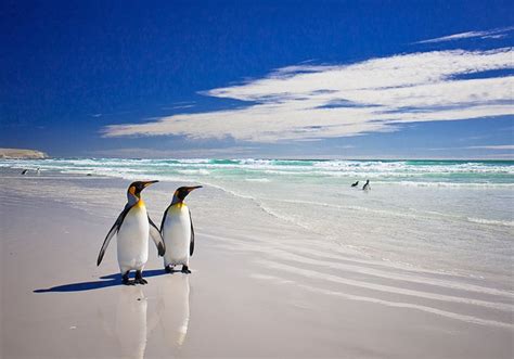 11 Top Rated Tourist Attractions In The Falkland Islands PlanetWare