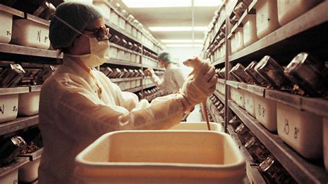 Animal Testing For Cosmetics Banned In Eu India Tv