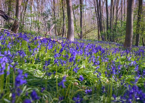 Bluebells Poster Picture Metal Print Paint By Svetlana Sewell