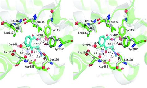 (IUCr) Ligand-dependent active-site closure revealed in the crystal ... 