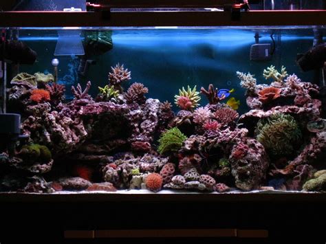 Aquascaping Show Your Skills Page 9 Fresh Water Fish Tank