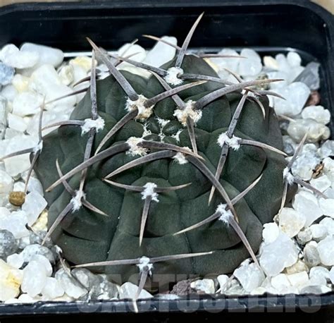 SHPR20942 Gymnocalycium vatteri Long spines Кактус онлайн