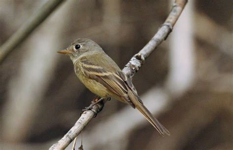 Dusky Flycatcher East Cascades Audubon Society