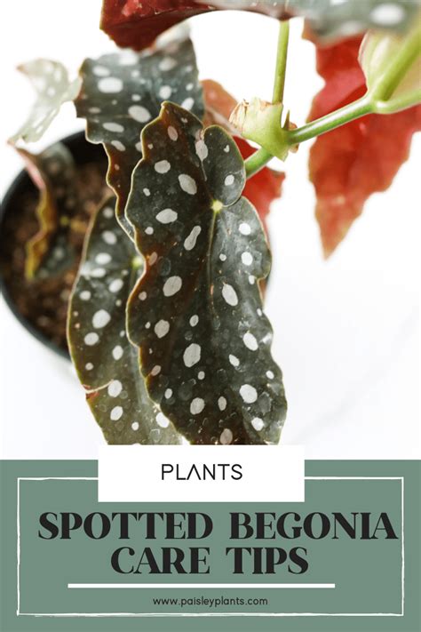 Begonia Maculata Polka Dot Begonia Care Paisley Plants