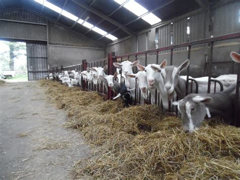 Commercial Goat Dairy Herd Showcased To The Public Agrilandie