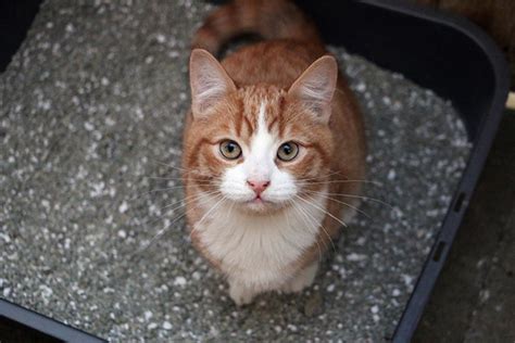 Come Capire Se Il Gatto Ha La Cistite Sintomi E Cure