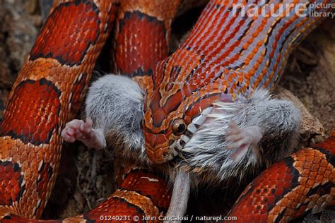 Stock Photo Of Corn Snake Pantherophis Guttatus Elaphe Guttata