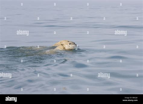 El Oso Polar Ursus Maritimus Adulto Nadando En Las Aguas Costeras De El