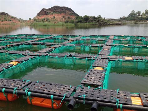 Aquaculture The Sustainable Solution To Feed The World Green Grace Land