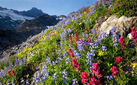 100 Wildflower Backgrounds