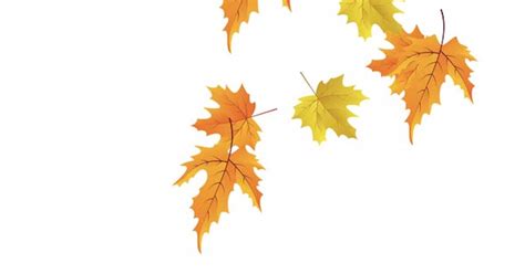 Autumn leaves falling motion animation of diagonally, colorful maple ...