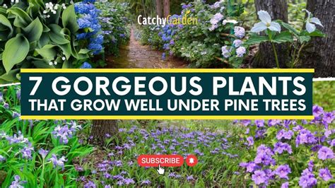 Gorgeous Plants That Grow Well Under Pine Trees Gardeningtips