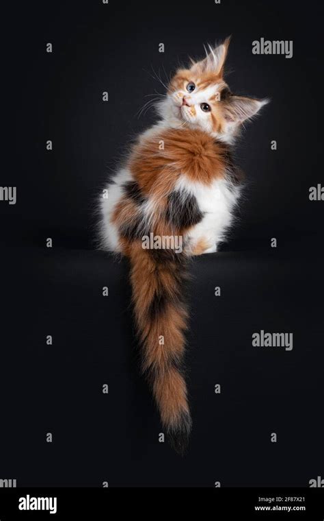 Beautiful Marked Odd Eyed Maine Coon Cat Kitten Sitting Backwards On