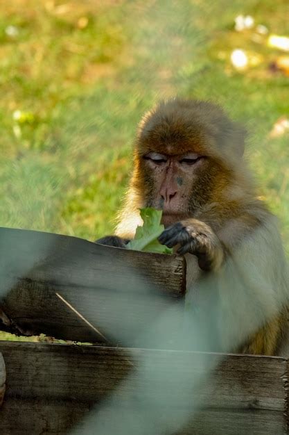 Premium Photo Monkey Looking Away While Sitting On Wood