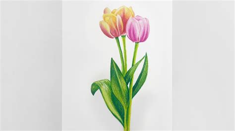 색연필 일러스트 튤립 쉽게 그리기 Drawing Tulips With Colored Pencils Youtube