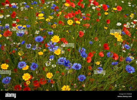 Wild Flower Meadow Stock Photo Alamy