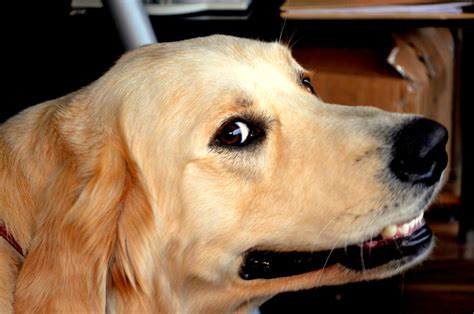 Smiling Dog Free Stock Photo Public Domain Pictures