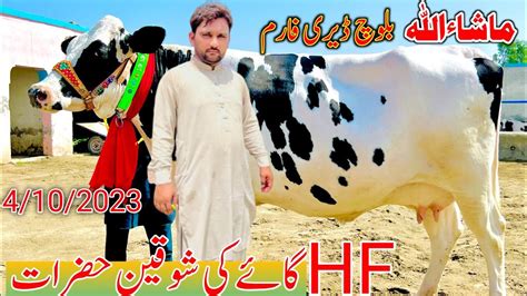 Mashallah Baloch Dairy Farm Hf Australin Cow Feirsian Cow Biggest