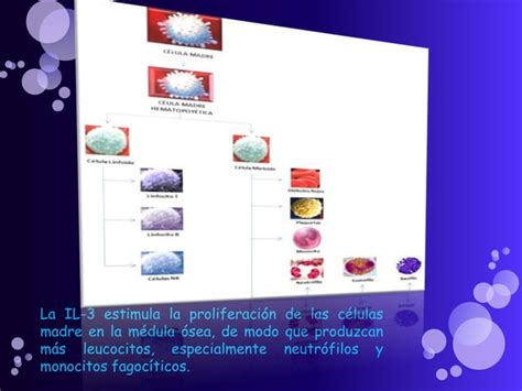 Celulas Presentadoras De Antigenos PPT