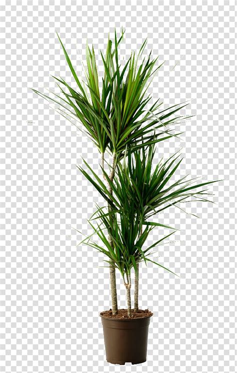 Dragon Tree Houseplant Dracaena Reflexa Var Angustifolia Dracaena