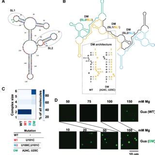 Loop Loop Interactions Mediate Assembly Of Rna Condensates A