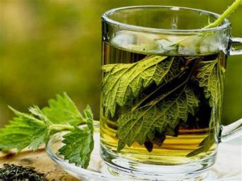 Beneficios del té de perejil para bajar los triglicéridos RegiónNet