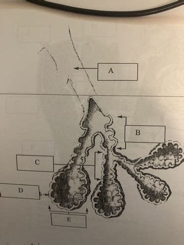 Alveolar Anatomy Flashcards Quizlet