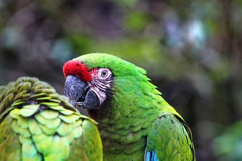 Papagáj Arra Dodo - Free photo on Pixabay