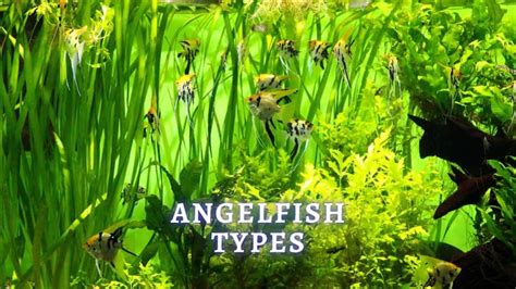 Types Of Angelfish: Angelfish Types You Should Know About - ThePets