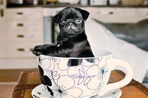 Cute Teacup Puppies